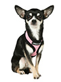 Urban Pup Pink Soft Harness