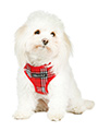 Red Checked Tartan Harness